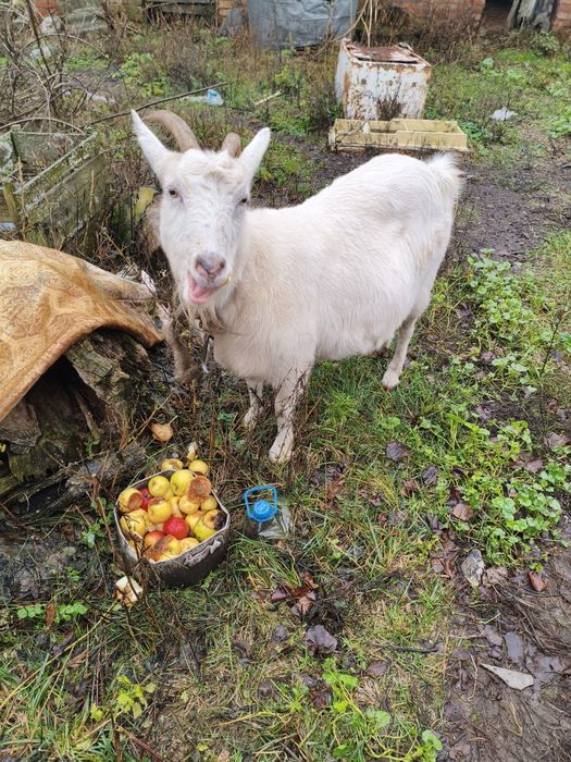 Продам козу.     .