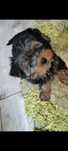 Uwaga pilne...Piesek  rasy Yorkshire terrier