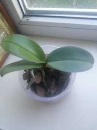 Детка таида зебра орхидея фаленопсис