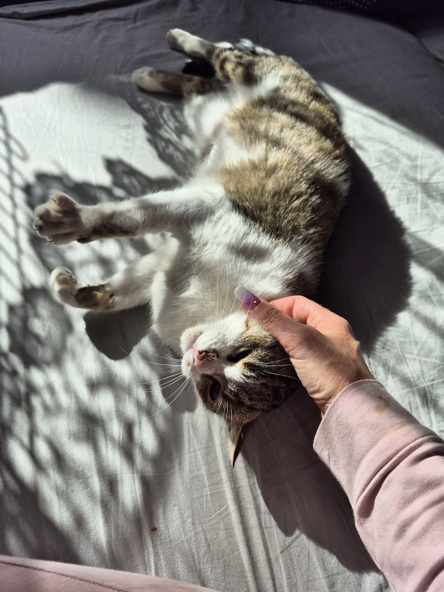 Koteczka do adopcji
