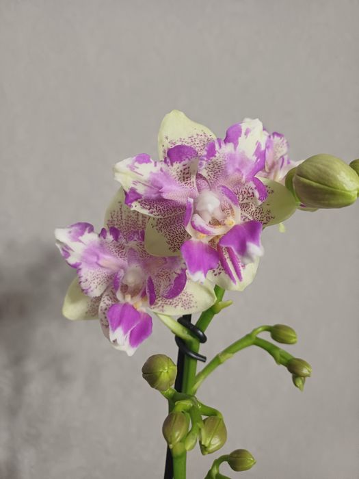 Орхідея метелик Мохіто