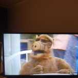 Alf serial na plycie