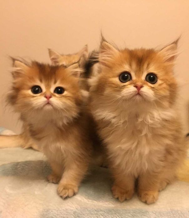 Kotka szkocka, color złota szynszyla, długowłosa