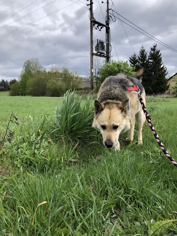 Wspaniały przyjacielski 6 letni Tano adopcja