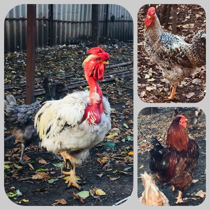 Продам петухов вместе 3шт. или по одному