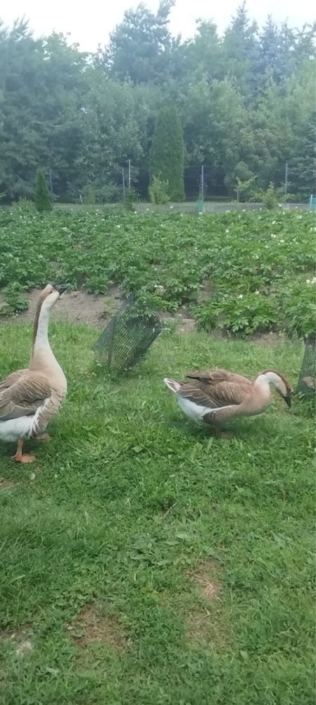 Gesi kubanskie, garbonosy, parka, dorosle