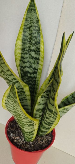 Planta Espada de São Jorge Vaso 14 cm