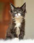 Slodziak! Kocurek maine coon