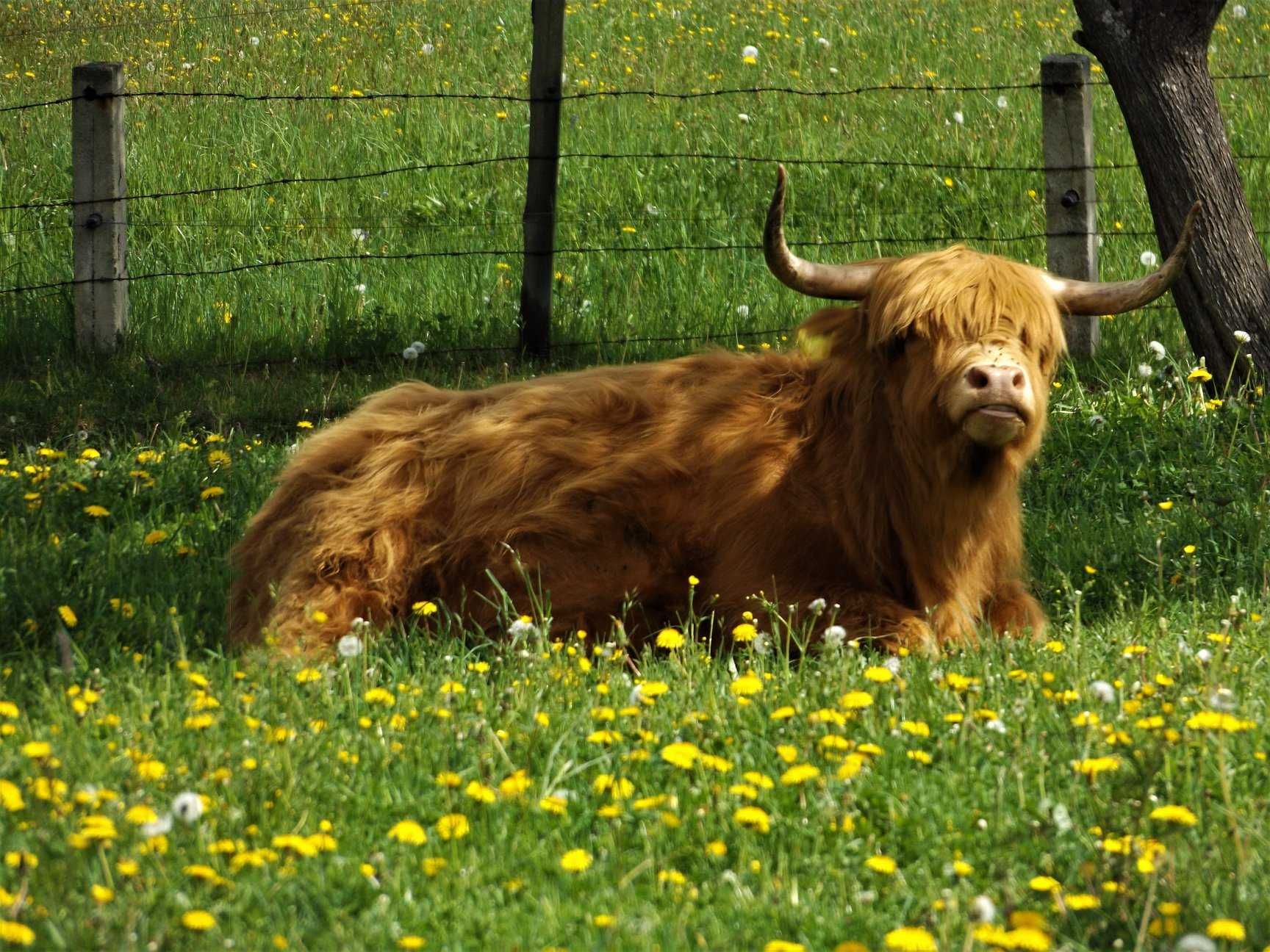 Highland cattle, 2 krowy, agroturystyka, wymiana