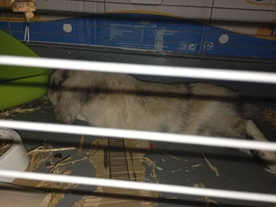 Pet doméstico coelho raça rara de valor entre 50-100€