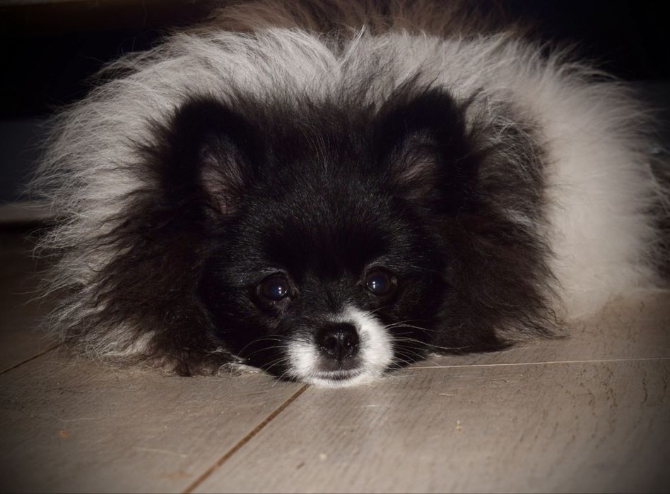 Маленькое пушистое сокровище