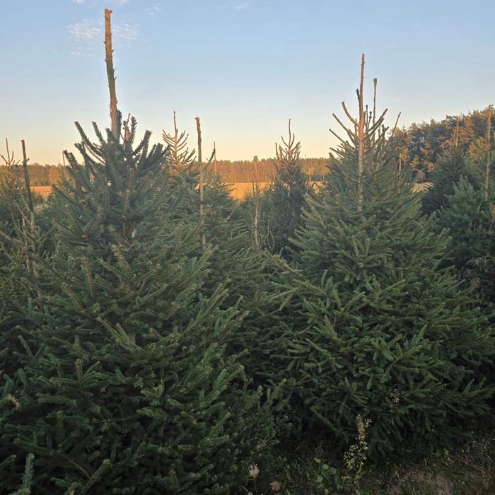 Choinki, świerk pospolity, srebrny, serbski