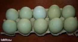 Jaja zielone - lęgowe