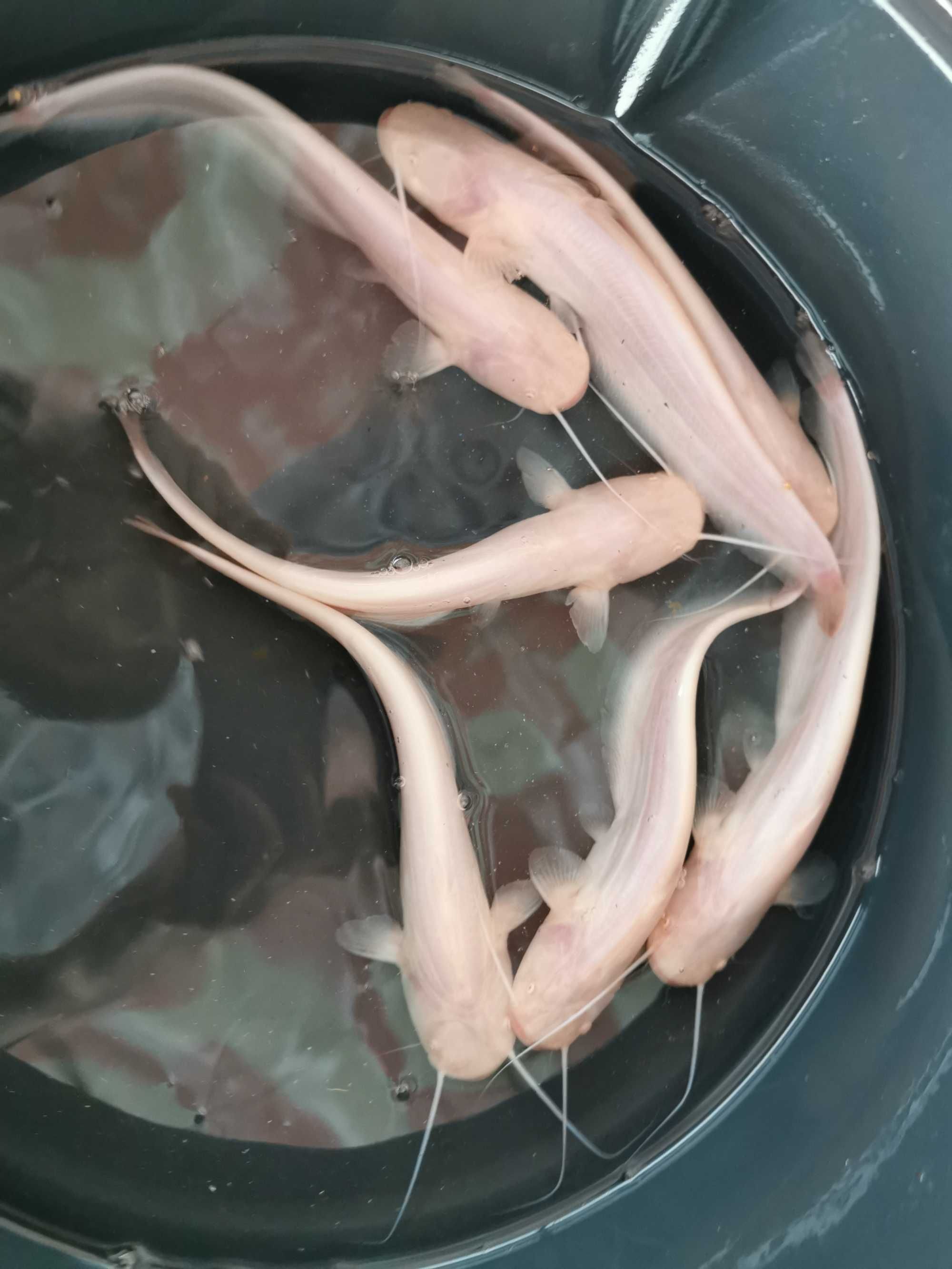 Sum europejski albinos