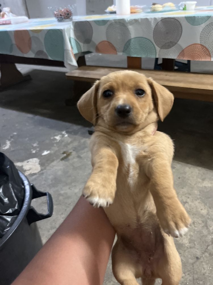 Cao bebe arraçado