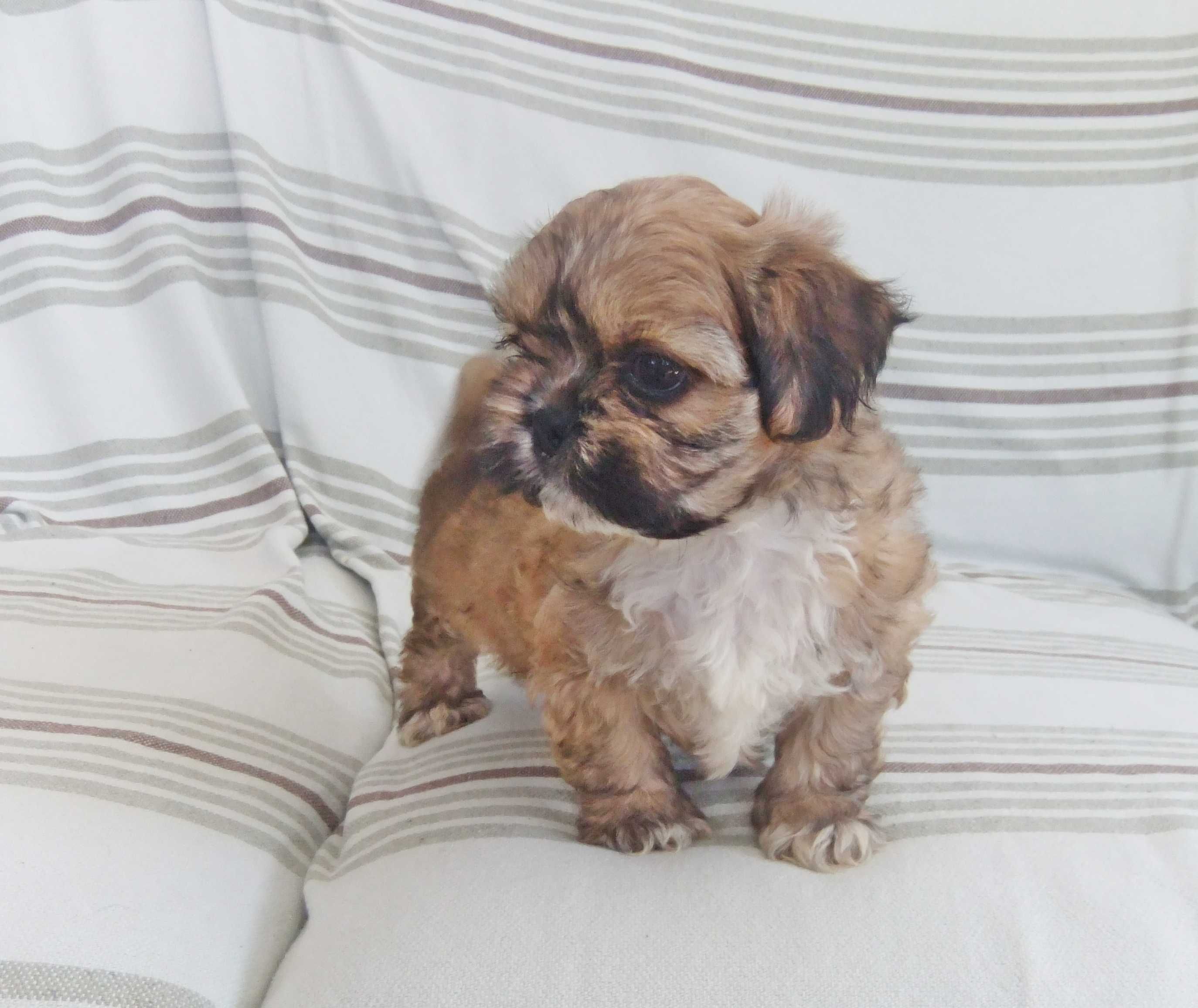 Cachorro shih-tzu excelentes exemplares