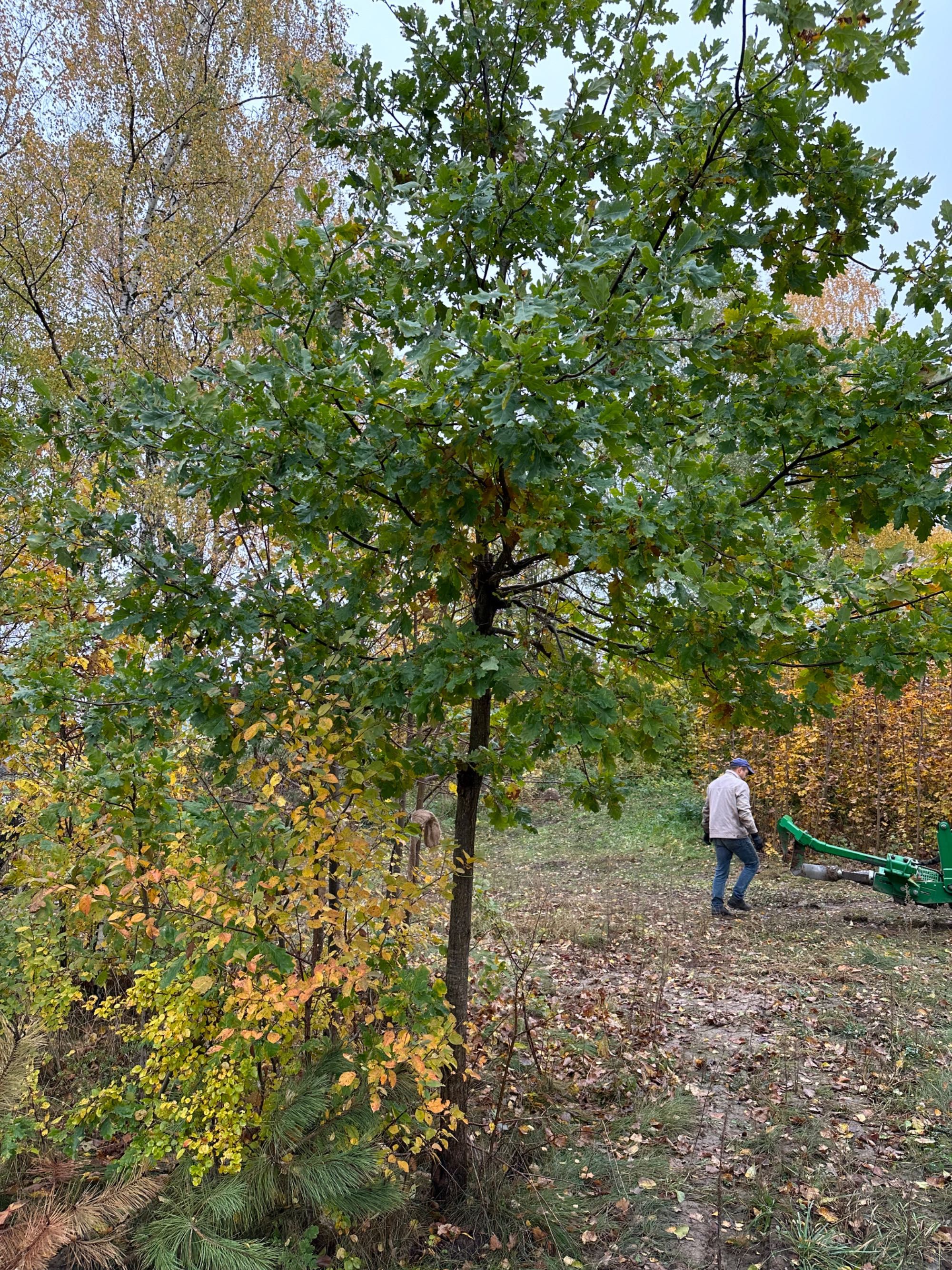 Dąb szypułkowy 400cm wysoki