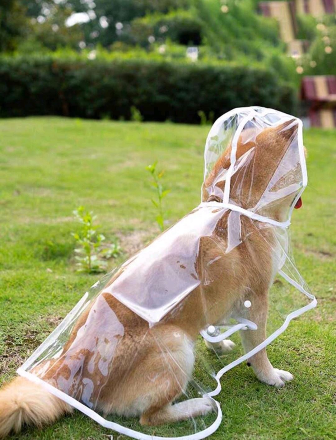 Capa de chuva para cão