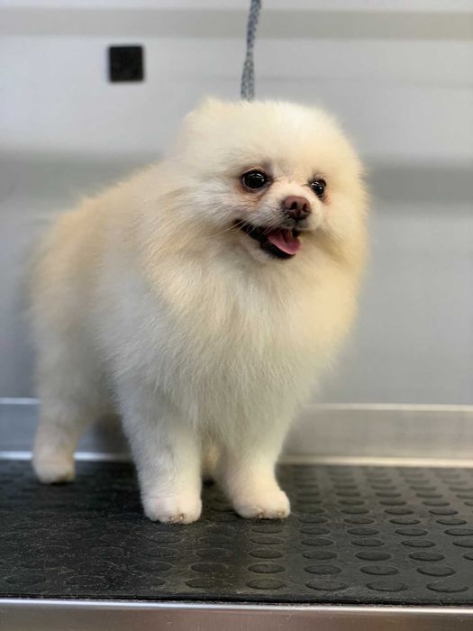 Шпиц, жених на вязку.