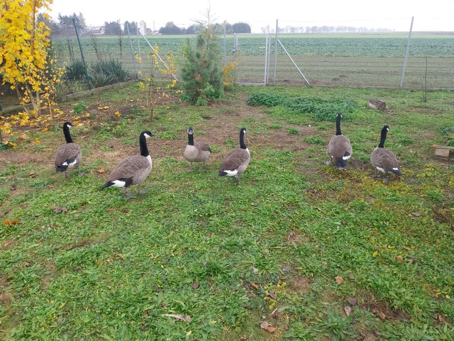 Sprzedam Gęsi Bernikle Kanadyjskie