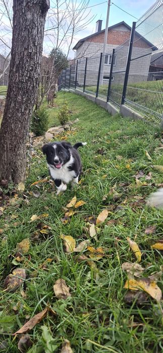 Sprzedam suczkę Border collie