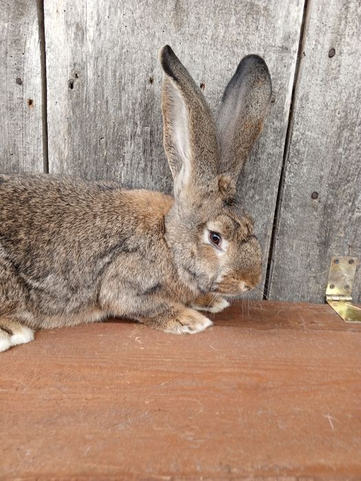 Sprzedam Samca Belga