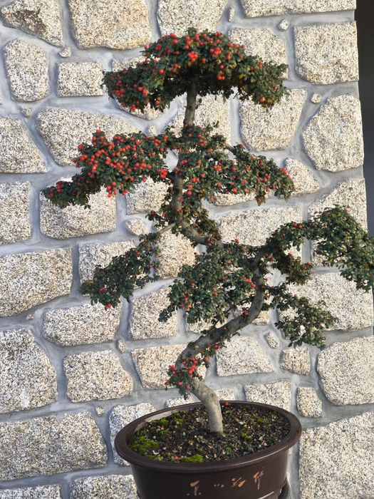 Bonsai para exterior