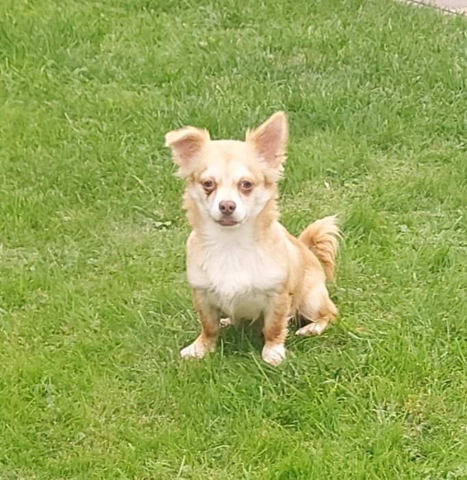 Chihuahua długowłosa piesek!