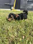 Yorkshine Terrier