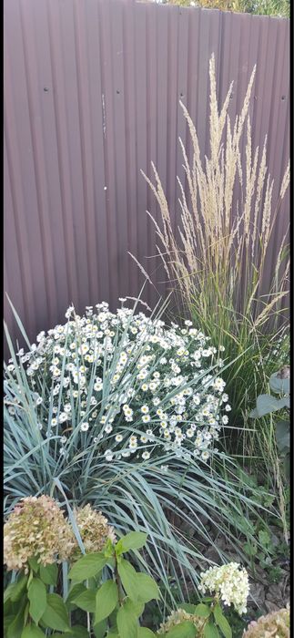 Продам надлишки багаторічних розслин з власного саду.