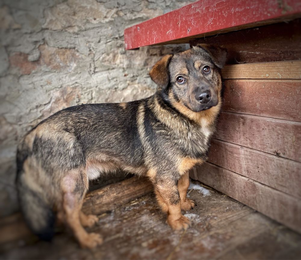 2 lata, 13 kg, nieufny do obcych, do domu z ogrodem. Bobo adopcja