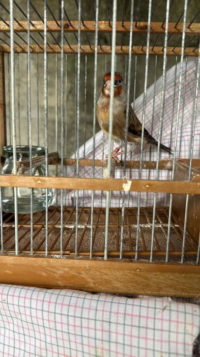 Canarios a procurar novos donos