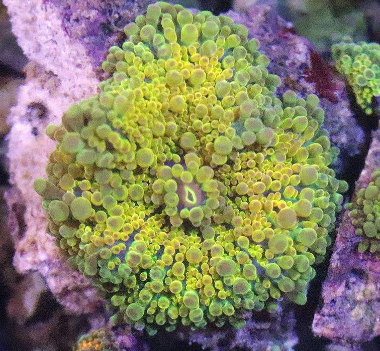 Ricordea  Yuma Yelow Fluo FLUOLAMPS WYSYŁKI