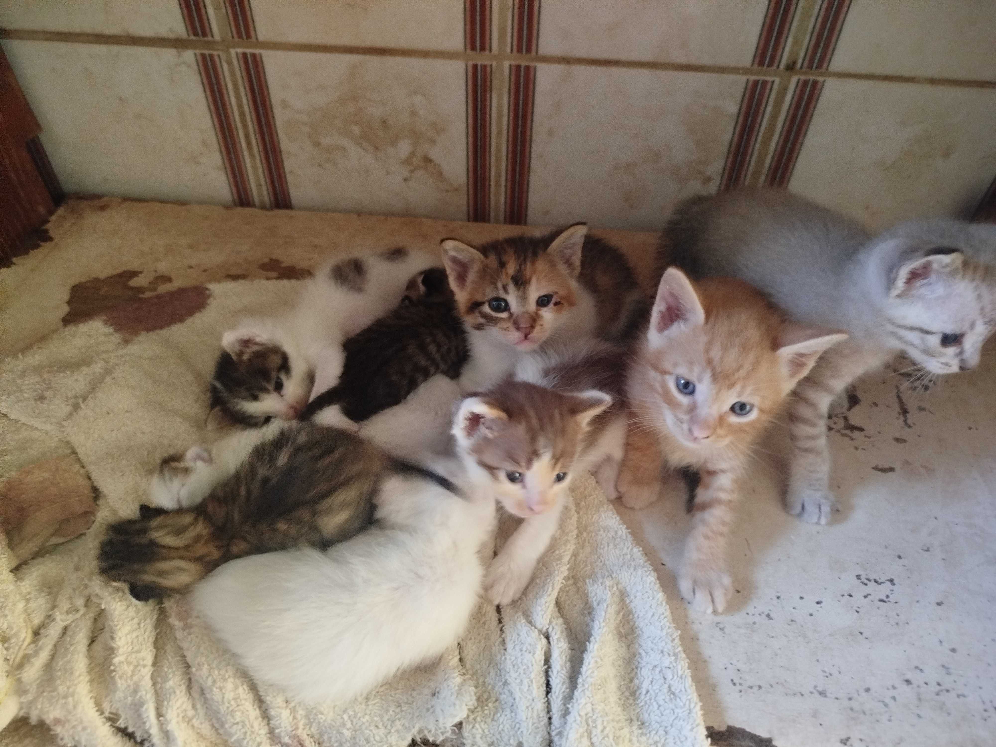 Gatinhos para adoção