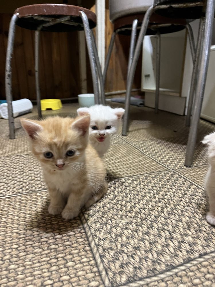 Котики і кицьки