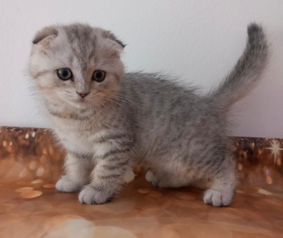 Scottish Fold Tabby