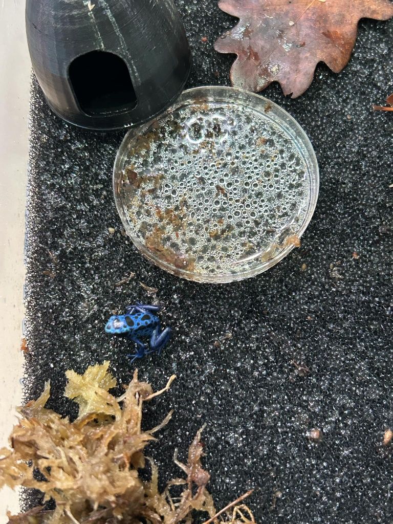 Dendrobates tinctorius Azureus Drzewołazy żabki tropikalne