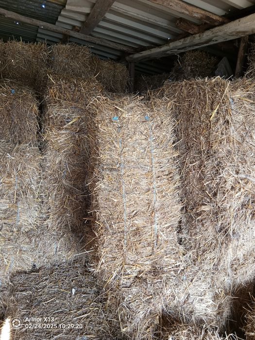 Feno espontâneo de boa qualidade