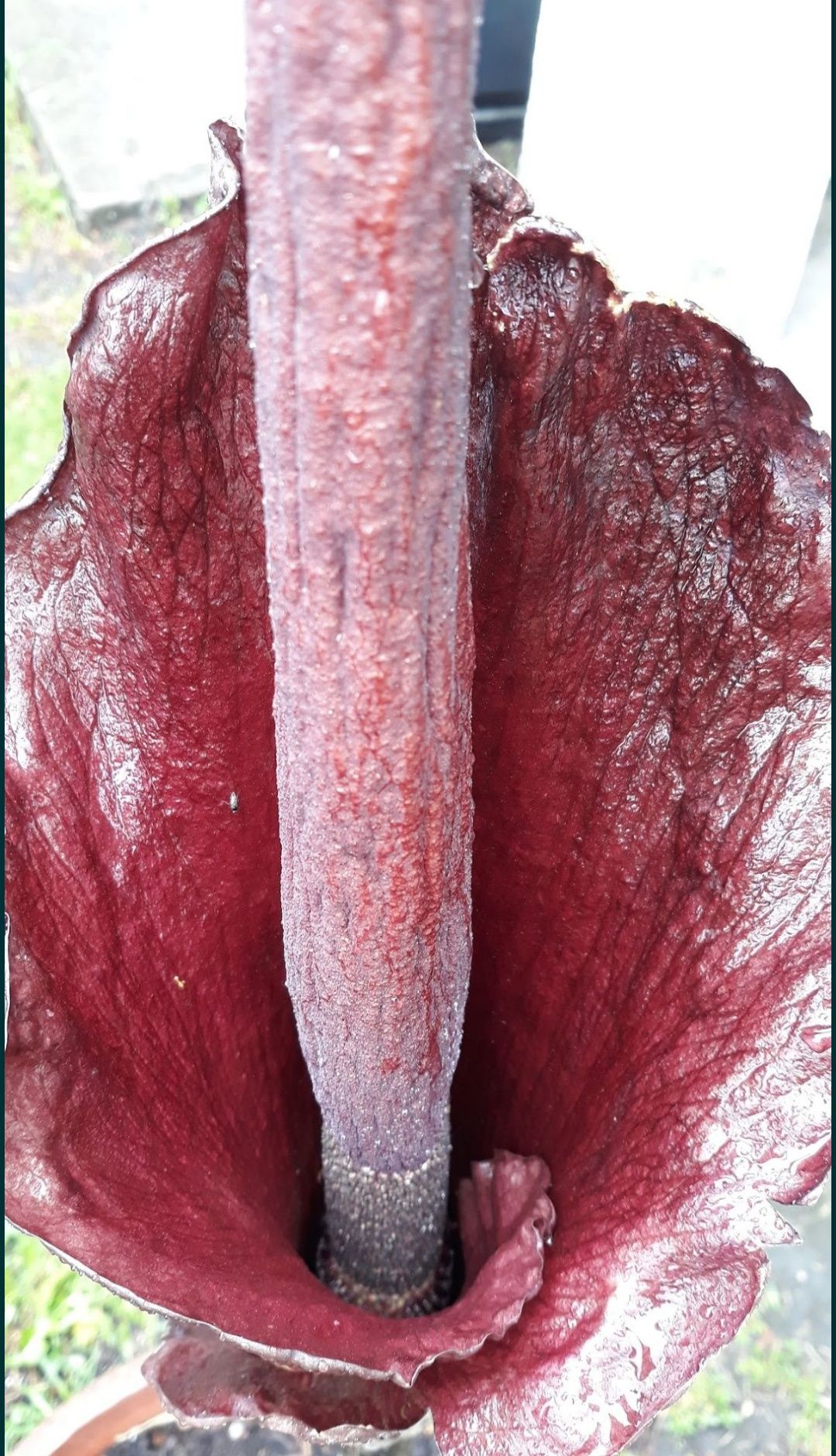 Diabelski jęzor ma 5-lat, Amorphophallus rivieri