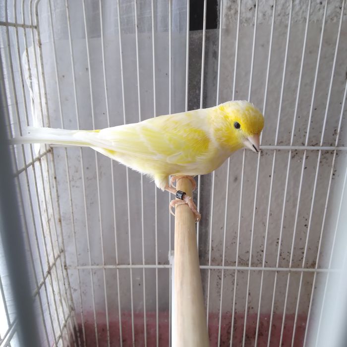 Canárias  Canárias