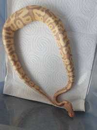 Samczyk wąż do terrarium piękna odmiana