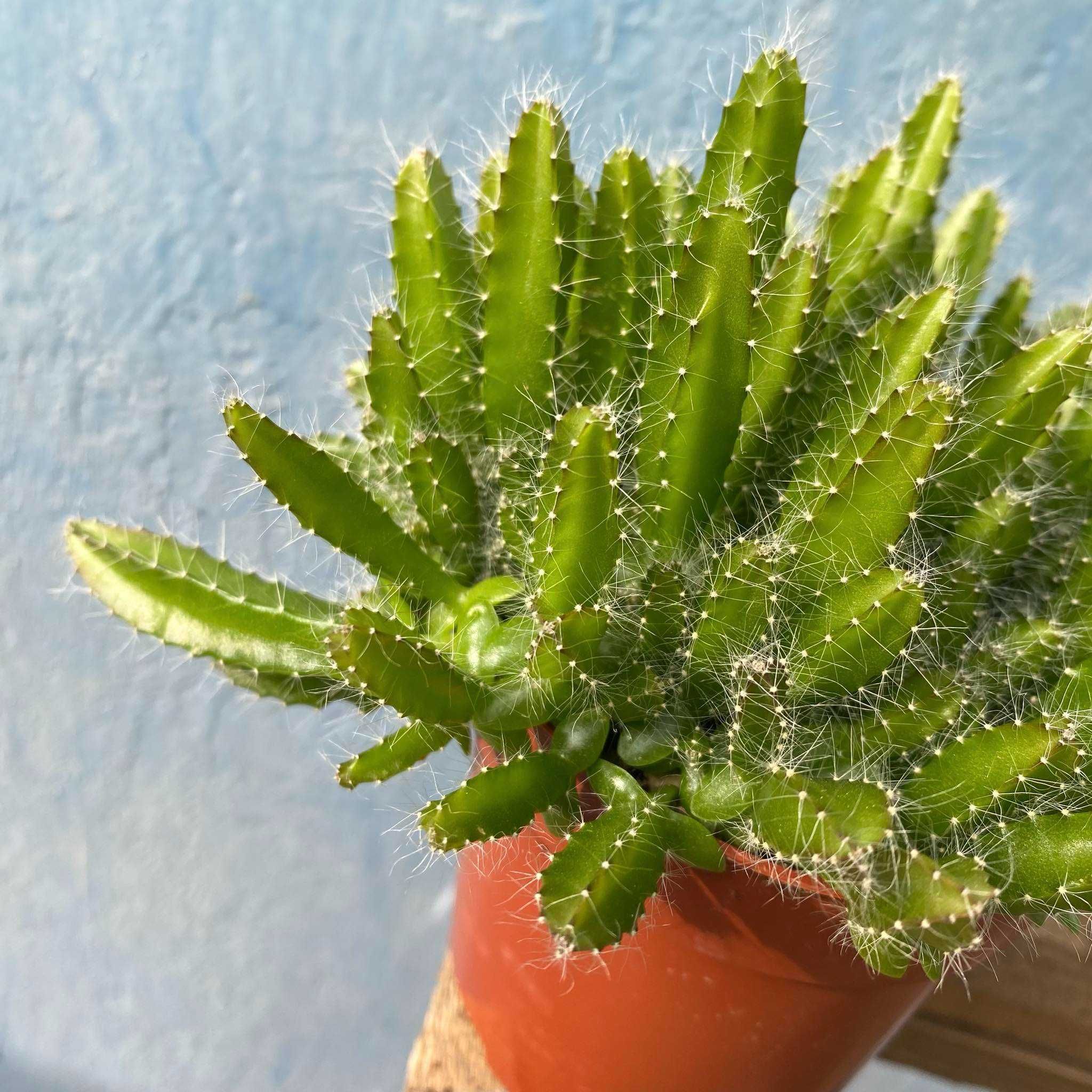 Hylocereus undatus - 'Pitaya, smoczy owoc Ogrzewacz w Cenie