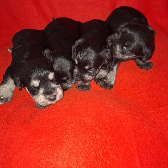 Sznaucer miniaturowy sunia rodowód +wyprawka