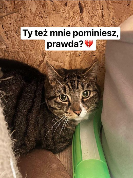 Lenon ok 3 let.pięknie umaszczony kocurek traci nadzieję Koty do adopc