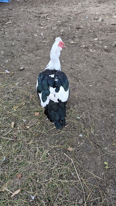 Kaczki,Kaczory francuzy