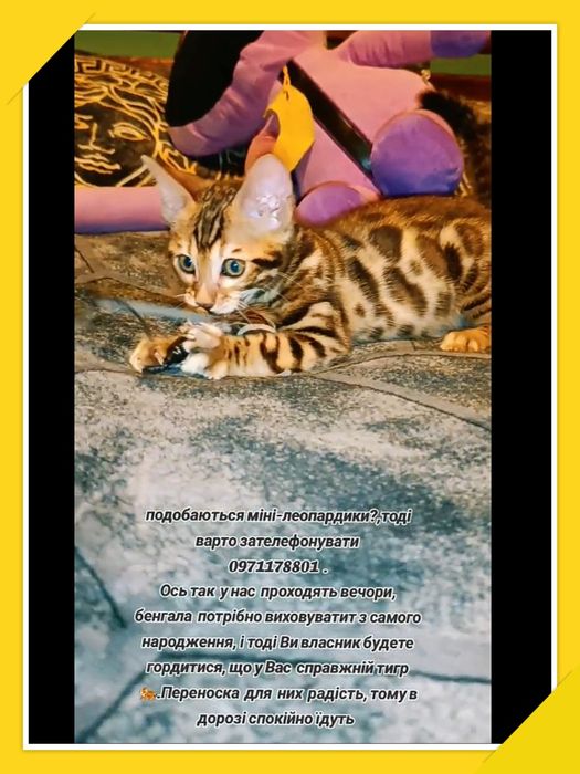 Для Вас, дуже розкішні леопардики-хлопчики бенгали.