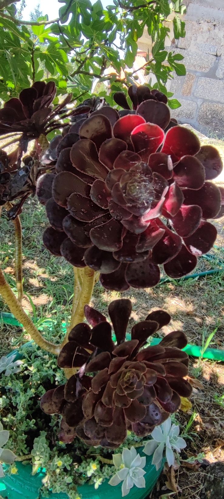 Planta Suculenta