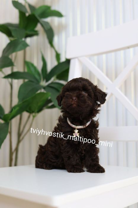 Мальтипу Шоколад