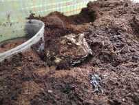 Żaba rogata Ceratophrys carnwelli