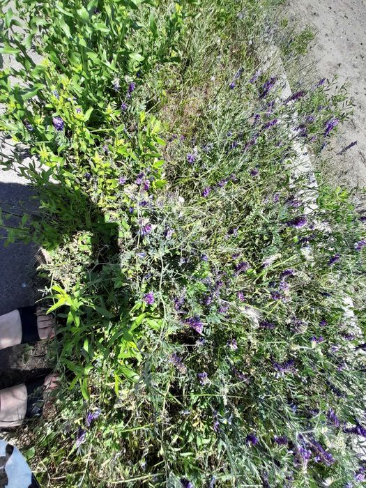 Продам участок в Аркадии. 5 соток. Под жилую застройку.